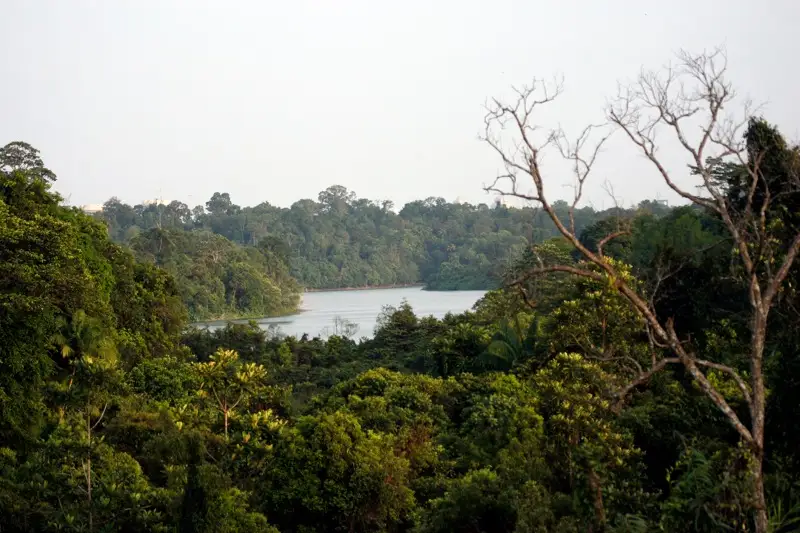 Central Catchment Nature Reserve, Singapore