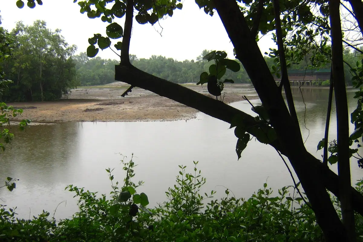 Sungei Buloh Wetland Reserve, Singapore